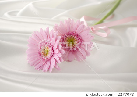 非洲菊和白色緞 2277078