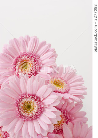 非洲菊花束 2277088
