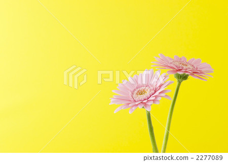 大丁草和檸檬黃色牆壁 2277089