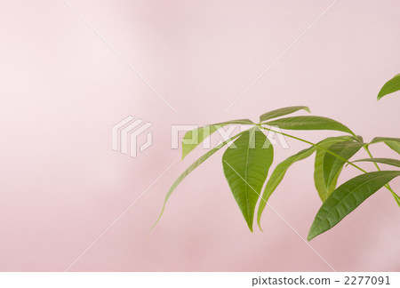 Pakira和粉紅色緞面 2277091