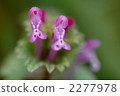 Lamium amplexicaule 2277978