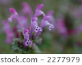 Lamium amplexicaule 2277979