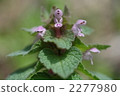 Himeodoricosoum 2277980