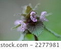 Himeodoricosoum 2277981