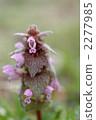 Himeodoricosoum 2277985