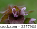 Himeodoricosoum 2277988