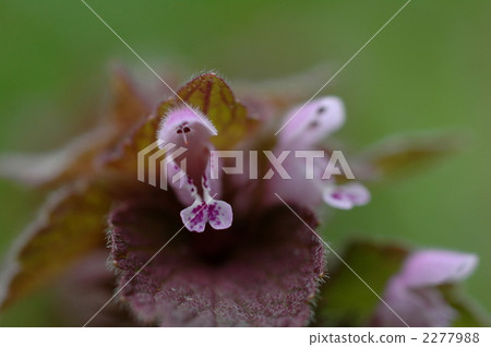 Himeodoricosoum Himeodoricosoum 2277988