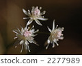Seribauren 2277989