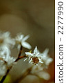 Seribauren 2277990