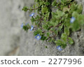 Persian speedwell 2277996