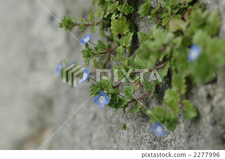 Persian speedwell 2277996
