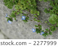 Persian speedwell 2277999