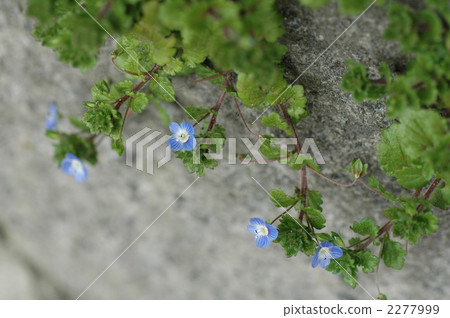 Persian speedwell 2277999
