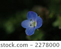 Persian speedwell 2278000