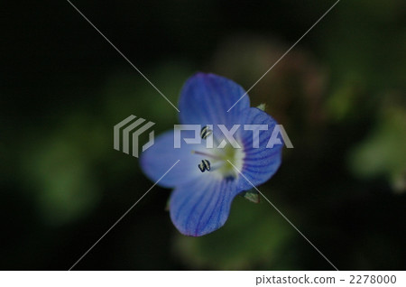 Persian speedwell Persian speedwell 2278000