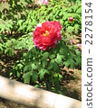 牡丹2 2278154