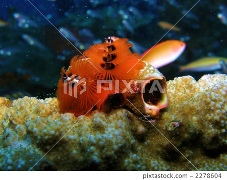 聖誕樹蠕蟲 海洋動物 昆蟲 2278604