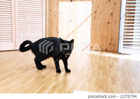 black cat, room, pet 2278794