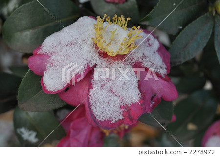 Tsubaki with snow Tsubaki with snow 2278972