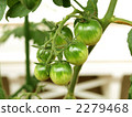 迷你番茄蝦尚未成熟 2279468