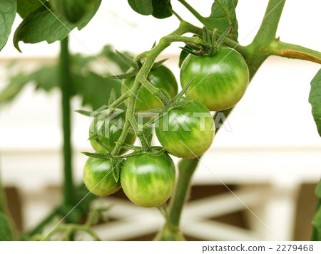 迷你番茄蝦尚未成熟 迷你番茄蝦尚未成熟 2279468