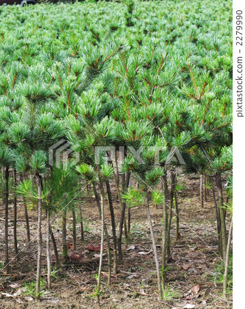 Pine nursery field Pine nursery field 2279990
