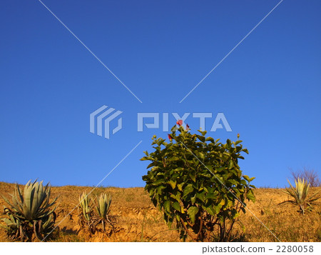 日南植物 2280058