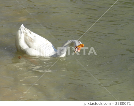 Goose of Kasagi Dam Park Goose of Kasagi Dam Park 2280071