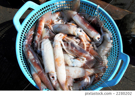 解放魷魚 2280202