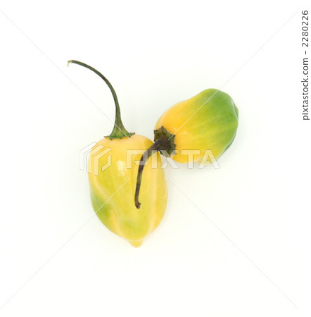 黃色和綠色哈瓦那人 2280226