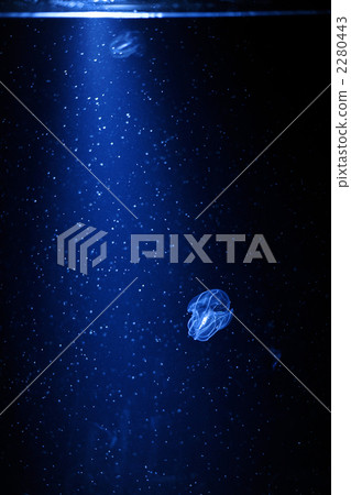 海珠寶Kabuto水母 2280443