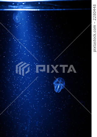 海珠寶Kabuto水母 2280448