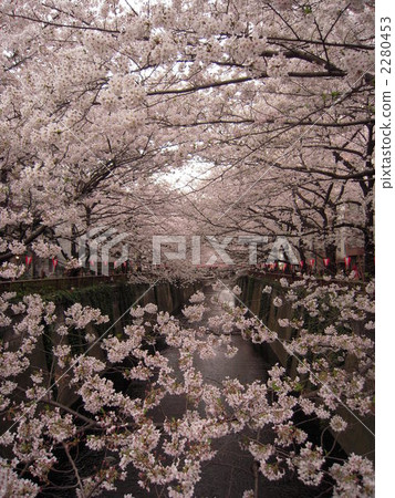 bloom, blossom, blossoms 2280453