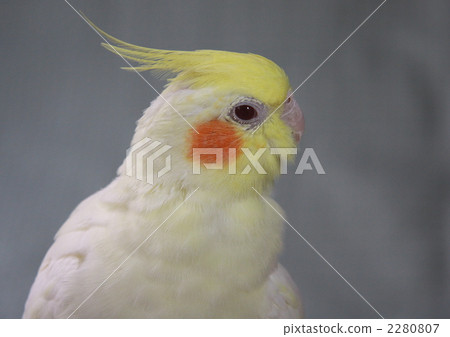 玄鳳鸚鵡 2280807