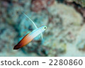 HATATATEHAZE 2280860
