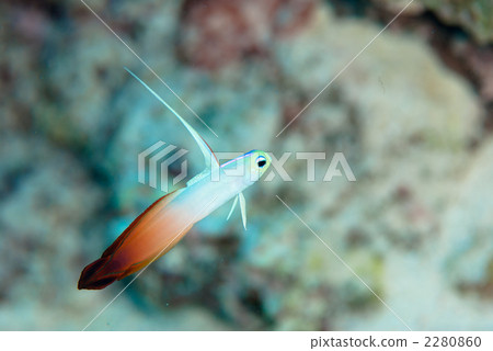 HATATATEHAZE 2280860