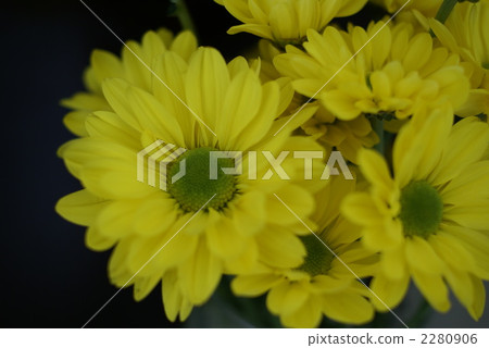 菊花 2280906