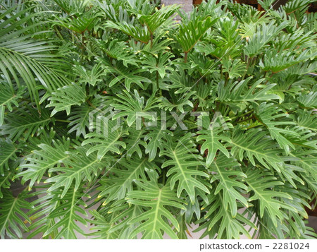 philodendron kookaburra, plant, vegetative 2281024