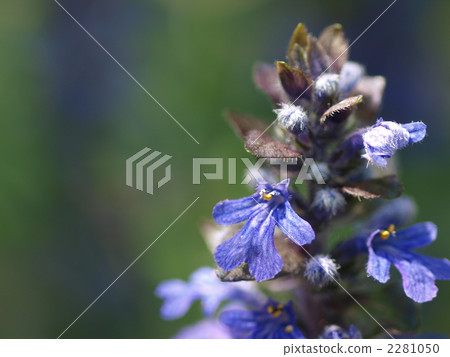 Flower of Ajuga 2281050