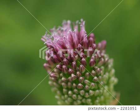 蔥屬Sphaaerosema Falm花 2281051