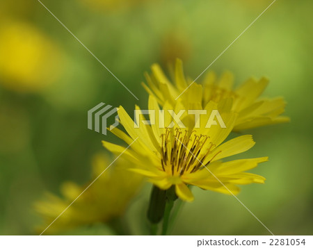 藍色的花 藍色的花 2281054