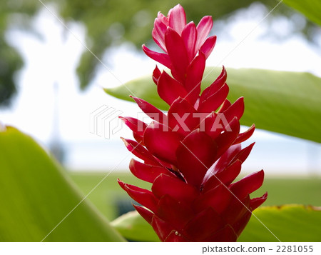 紅姜 植物 植物學 2281055