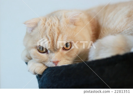 Cats lie down 2281351