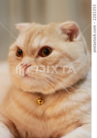 貓上半身 2281353