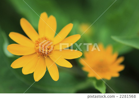 Yellow Melanpojome 2281568