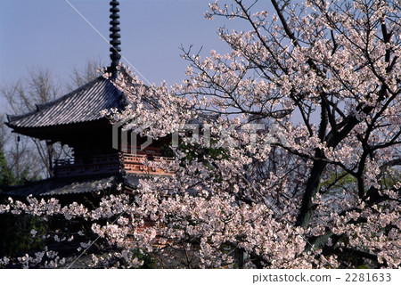 Kyoto treasure temple Mie tower and cherry blossoms 2281633