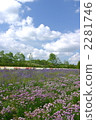 富田的淡紫色領域農場 富田的淡紫色領域農場 2281746
