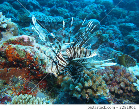 lionfish, lunlionfish, fish 2281901