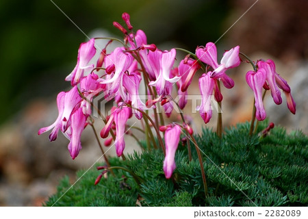 Cocksa blooming in the Norikura 2282089