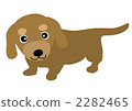 Dachshund 2282465